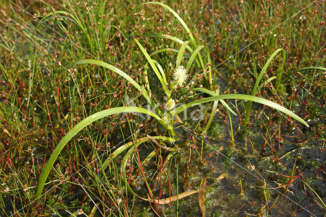 Drijvende egelskop (Sparganium angustifolium)