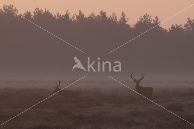 Red Deer (Cervus elaphus)