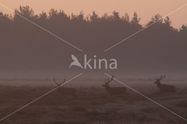 Red Deer (Cervus elaphus)