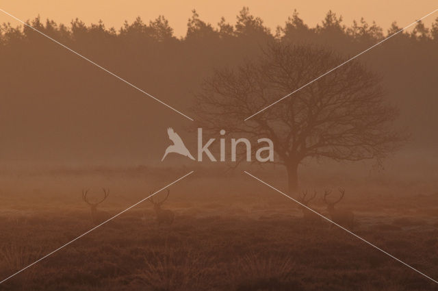 Red Deer (Cervus elaphus)