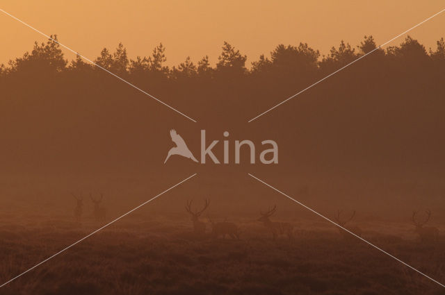 Red Deer (Cervus elaphus)
