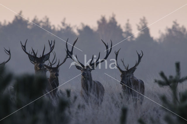 Red Deer (Cervus elaphus)