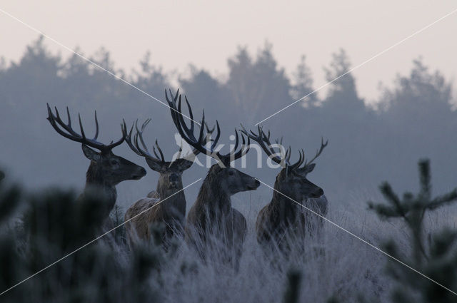 Red Deer (Cervus elaphus)