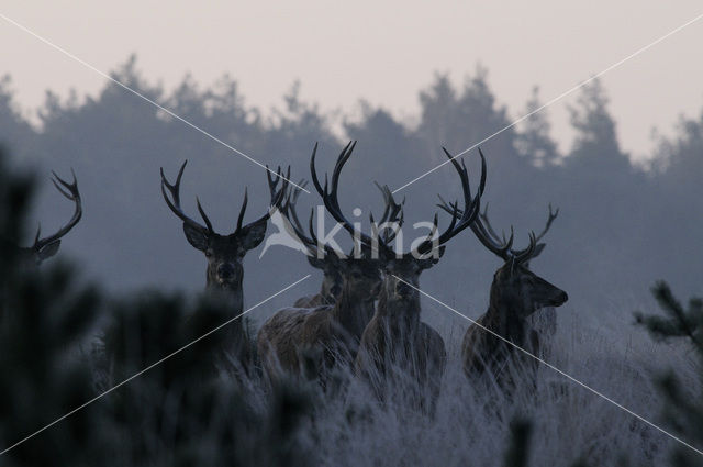 Red Deer (Cervus elaphus)