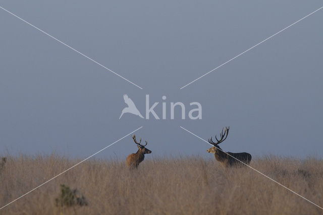 Red Deer (Cervus elaphus)