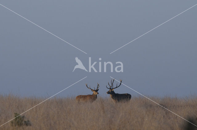 Red Deer (Cervus elaphus)