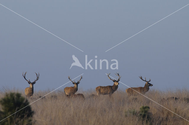Red Deer (Cervus elaphus)