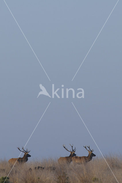 Red Deer (Cervus elaphus)