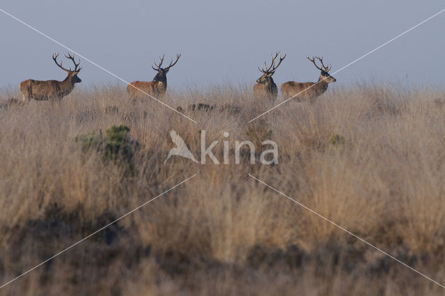 Red Deer (Cervus elaphus)
