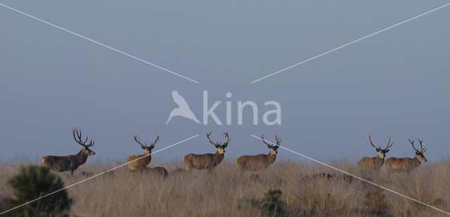 Red Deer (Cervus elaphus)
