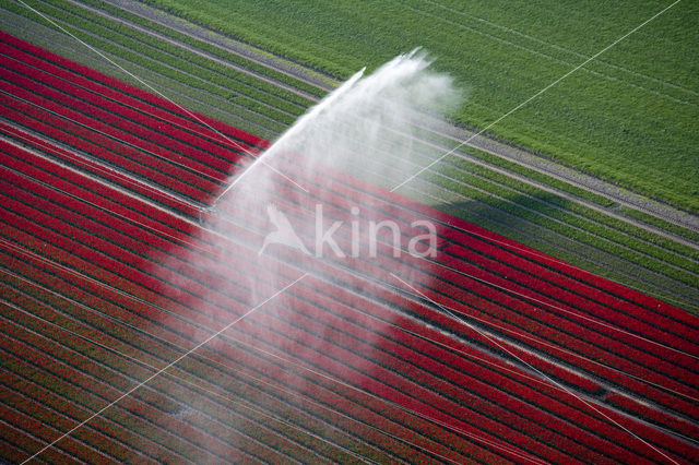 Flevoland