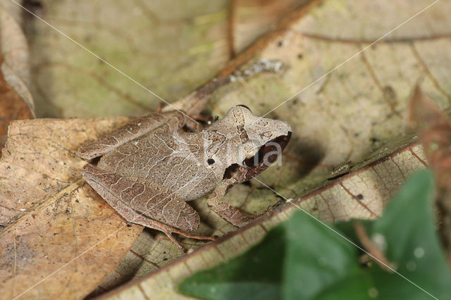 Fluitkikker (Eleutherodactylus sp.)