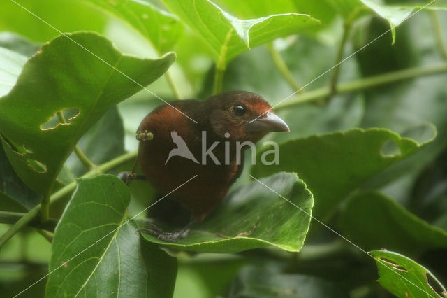 Silver-beaked Tanager (Ramphocelus carbo)