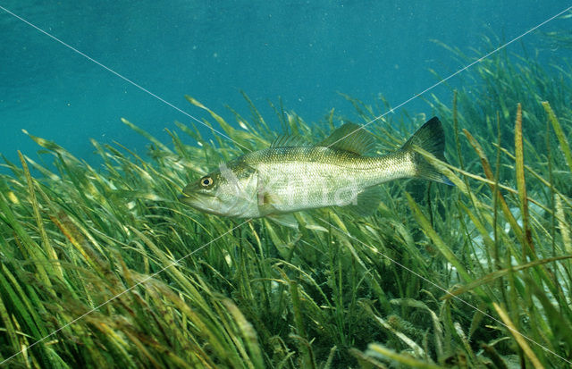 Large-mouth Bass (Micropterus salmoides)
