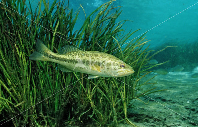 Forelbaars (Micropterus salmoides)