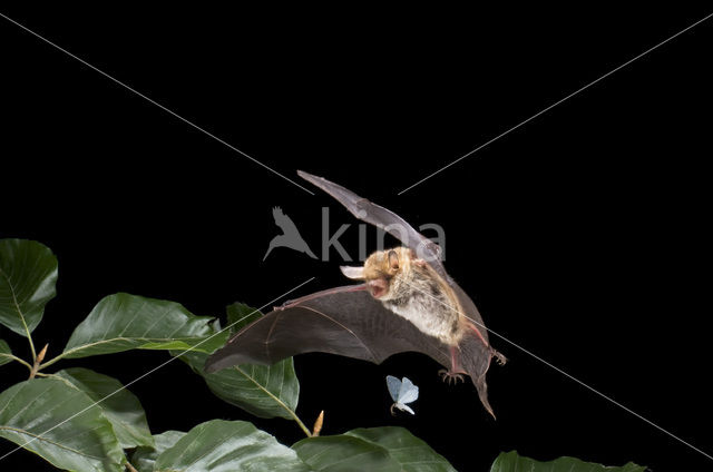 Franjestaart (Myotis nattereri)