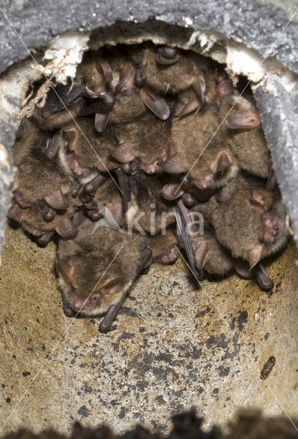 Natterer’s Bat (Myotis nattereri)