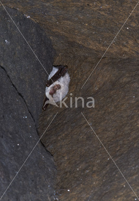 Franjestaart (Myotis nattereri)