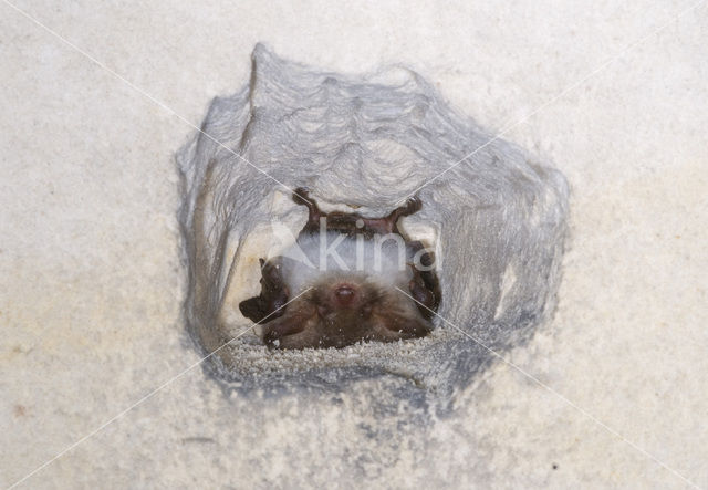 Franjestaart (Myotis nattereri)