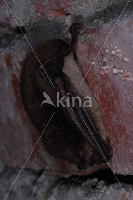 Natterer’s Bat (Myotis nattereri)