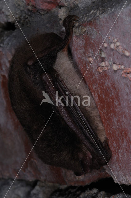 Natterer’s Bat (Myotis nattereri)