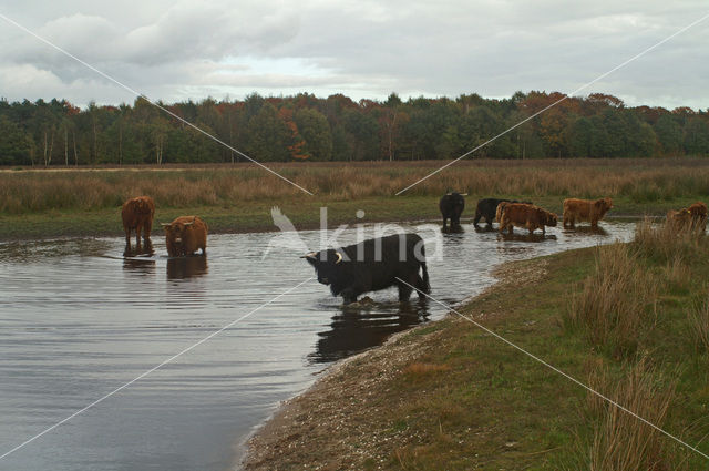 Galloway Cow (Bos domesticus)