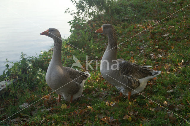 Goose (Anser spec.)