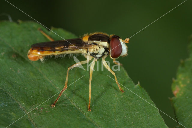 Geel Boslanglijfje (Sphaerophoria taeniata)