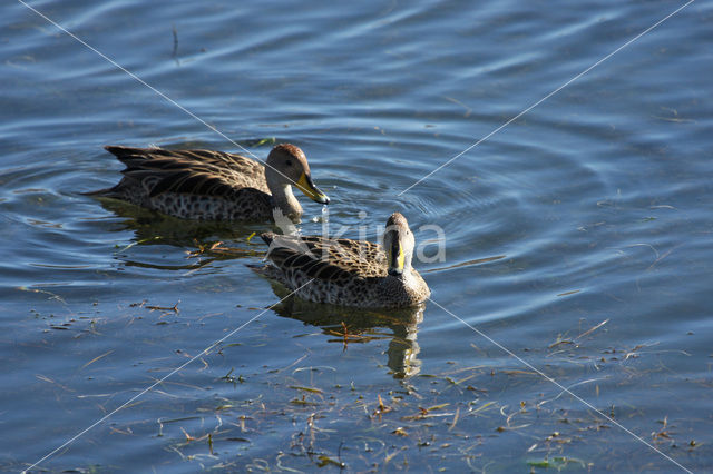Yellow-billed Pintail (Anas georgica)
