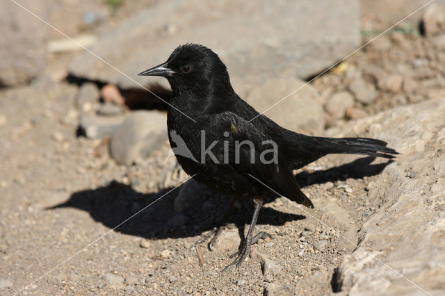 Geelschoudertroepiaal (Agelasticus thilius)