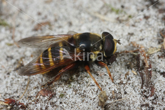 Gele veenzweefvlieg (Sericomyia silentis)