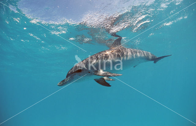 Gevlekte dolfijn (Stenella frontalis )