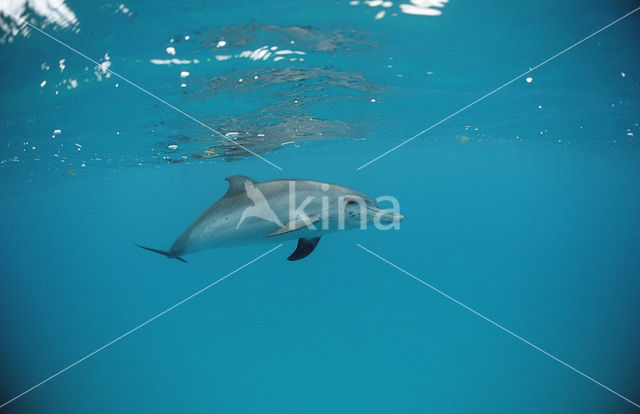 Atlantic Spotted Dolphin (Stenella frontalis )