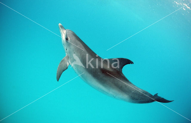 Atlantic Spotted Dolphin (Stenella frontalis )