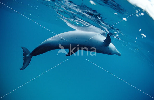 Atlantic Spotted Dolphin (Stenella frontalis )