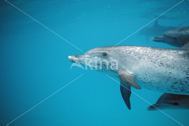 Gevlekte dolfijn (Stenella frontalis )