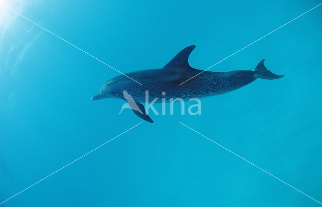 Atlantic Spotted Dolphin (Stenella frontalis )
