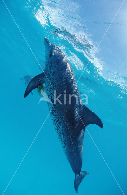 Atlantic Spotted Dolphin (Stenella frontalis )