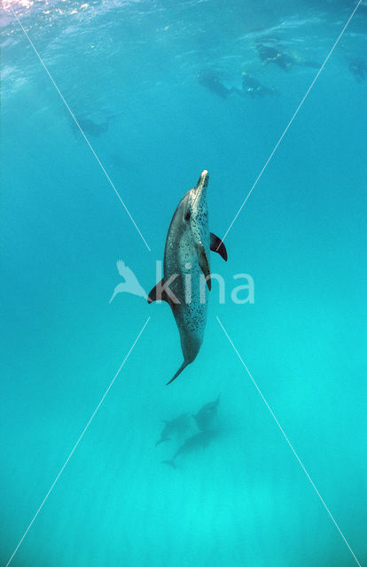 Atlantic Spotted Dolphin (Stenella frontalis )