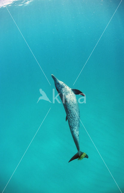 Atlantic Spotted Dolphin (Stenella frontalis )