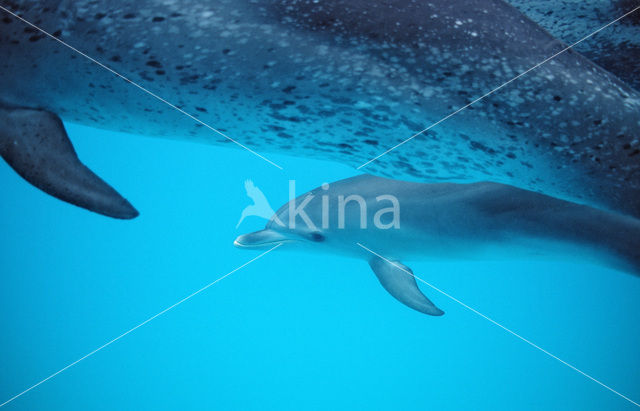 Gevlekte dolfijn (Stenella frontalis )