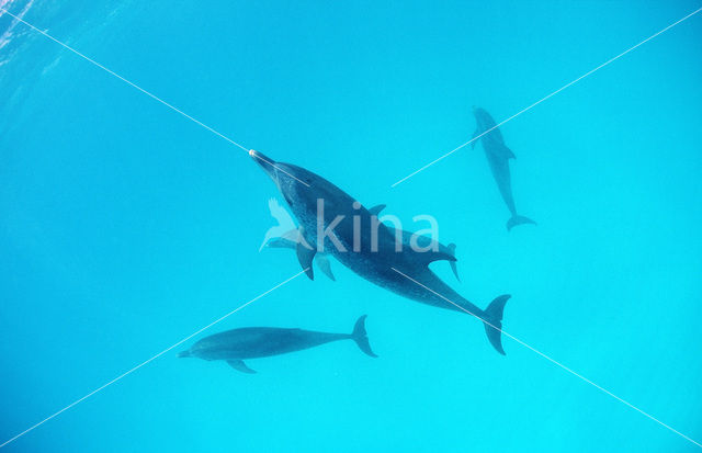 Gevlekte dolfijn (Stenella frontalis )