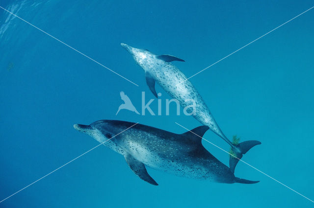 Atlantic Spotted Dolphin (Stenella frontalis )