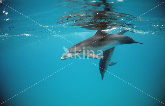 Gevlekte dolfijn (Stenella frontalis )