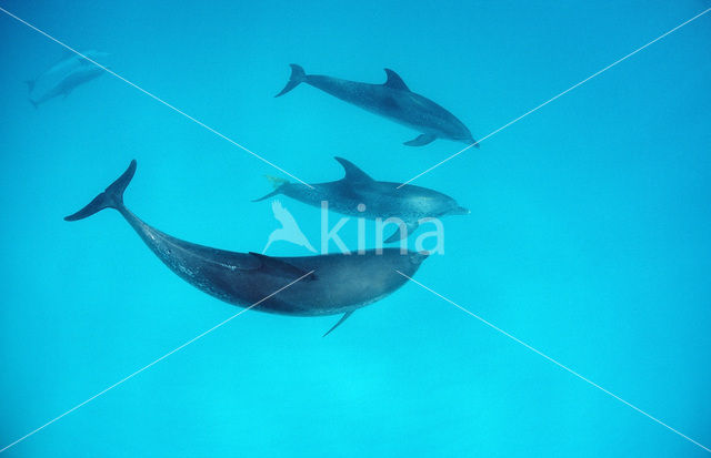 Atlantic Spotted Dolphin (Stenella frontalis )