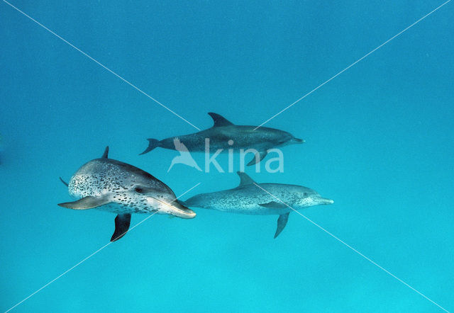 Gevlekte dolfijn (Stenella frontalis )