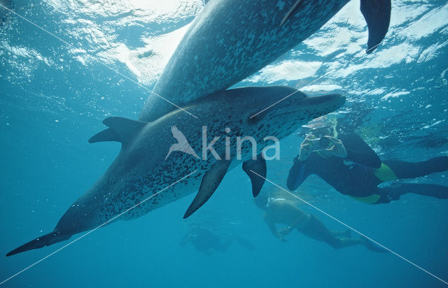 Atlantic Spotted Dolphin (Stenella frontalis )