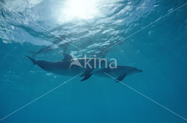 Atlantic Spotted Dolphin (Stenella frontalis )