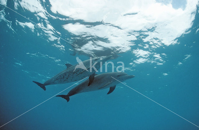 Atlantic Spotted Dolphin (Stenella frontalis )