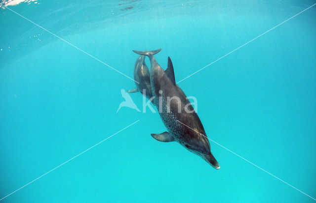 Atlantic Spotted Dolphin (Stenella frontalis )